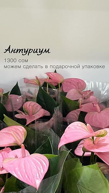 молочай цветы: Комнатные растения в наличии🌿 Как всем известные, так и редкие — 3