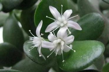 Другие комнатные растения: Хлорофитумы. распродажа Хлорофитум - можно по праву назвать — 17