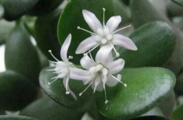 Другой декор и предметы интерьера: Распродажа Денежное дерево, толстянка, Поливать 1-2 раза в неделю — 5