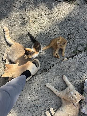 котята мэйн кун: Котята в добрые руки. Милые домашние котята разного окраса: рыжие — 4