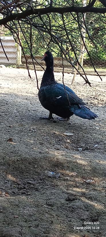 Ördəklər: Erkək, | Lal ördək, Ətlik — 4