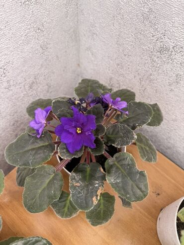 Фиалки и глоксинии: Фиалки (сенполии) комнатные, коллекционные сорта — 6