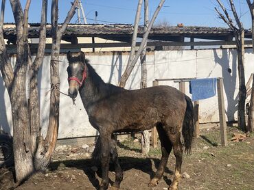 Лошади, кони: Продаю | Жеребец | Рабочий | Племенные