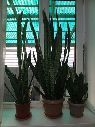 Драцены и Сансевиерии: Большой выбор сансевери — 9