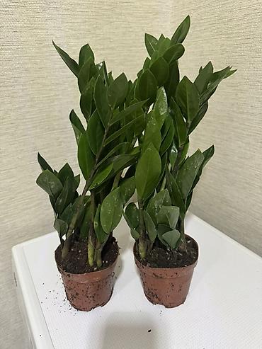 Замиокулькас (Долларовое дерево): Комнатные растения в горшках (на выбор): 1) Замиокулькас (Zamioculcas — 3