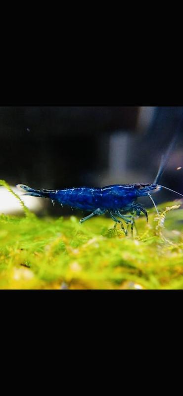 Akvarium aksesuar və ləvazimatları: Akvaryum üçün dekorativ krivetqa – rəngli Neocaridina növləri. 10 — 5