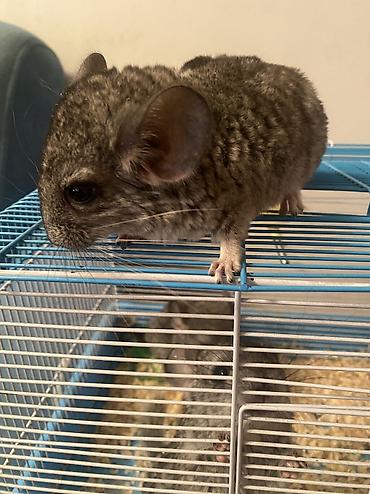 Шиншиллы: ГОТОВЫ К БРОНИРОВАНИЮ 3 ШИНШИЛЛЫ 2 мальчика1 девочка Дата рождения — 4
