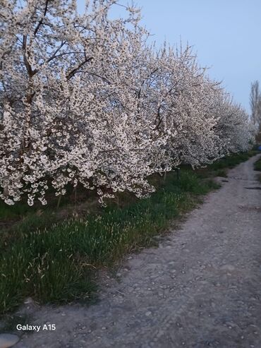 Torpaq sahələrinin satışı: Maklerlər narahat etməsin — 2