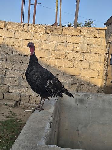 karella quslari: Salamaleykum Amerkanbronz — 2