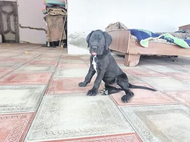Çəngəllər: Kane-Korso, 2 ay, Dişi, Peyvəndli, Ödənişli çatdırılma