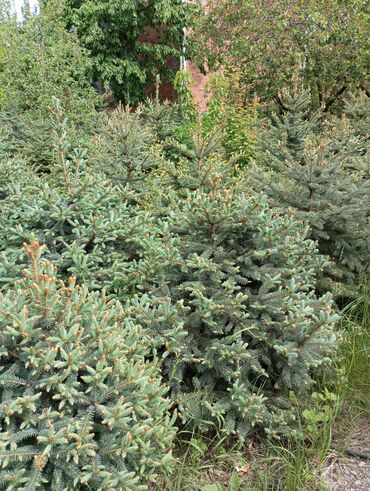 Digər bitkilər: Hərkəsə salam😀 Quba ərazisində krimlovski şam ağaclarının topdan və — 12