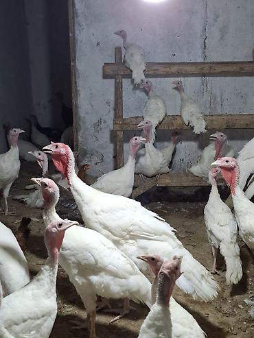 binə atciliq: Salam Temiz cins ag kanada hindusqalari satilir 5 ayliq disiler 55 man — 2