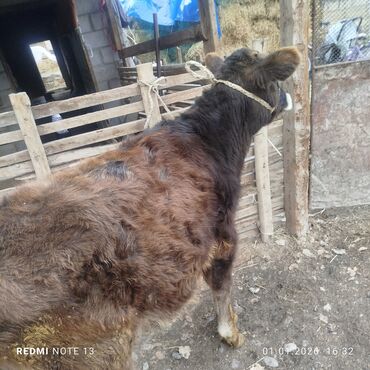Коровы, быки: Продаю | Бык (самец) | Полукровка | На откорм | Привязанные — 1
