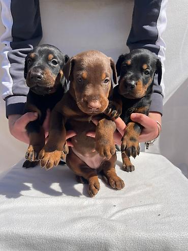 Psi: Štenci dobermana oštenjeni 13.02.2026. Očišćeni od parazita — 2