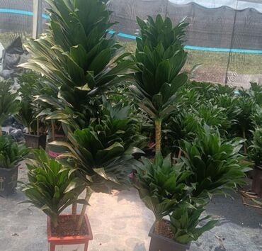 Пальмы: Пальмы Кофейное деревоПальмы,Фикусы и тд — 10