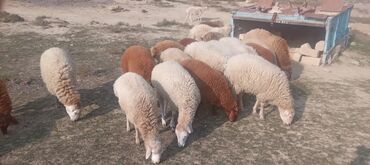 Qoyunlar, qoçlar: Ətraflı məlumat üçün yazın — 8