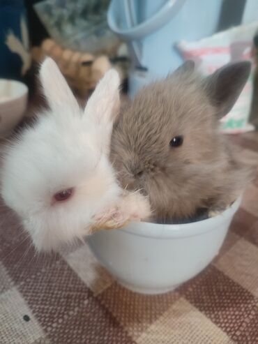 декоративные голуби: Декоративные крольчата,малыши с ладошку🐰очень красивые,сегодня им