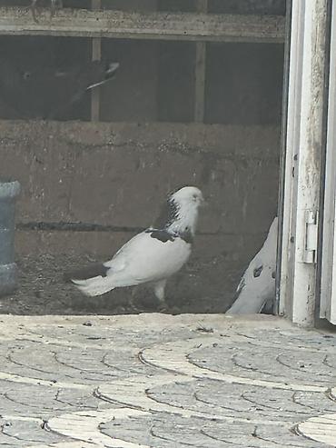 quşlar göyərçin: Damğalı göyərçinlər – dekorativ və uçuş üçün - Rənglər: ağ, qara-ağ — 6