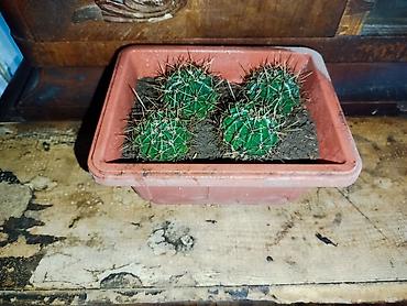 Кактусы: Комнатные растения – суккуленты и кактусы (несколько видов) — 4