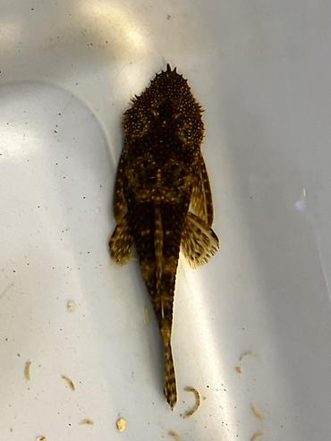 Akvarium aksesuar və ləvazimatları: Akvarium balığı – Hypostomus plecostomus (bristlenose/“sucker” tipli — 2