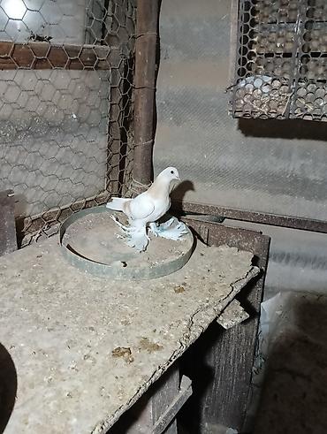 Птицы: Продаю молодых голубей 1 шт стоит пятьсот сом окончательно родители — 23