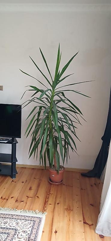 dekorativ ağac topiariya: Yuka (Yucca elephantipes) otaq bitkisi - Növ: Dekorativ, tropik — 2
