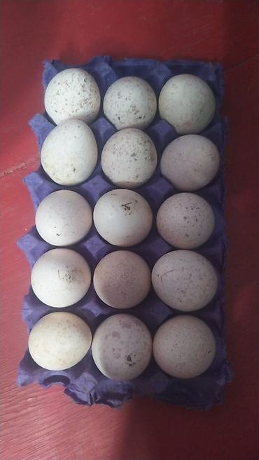 hundusqa yumurtasi: Məhsul: HINDUŞKA YUMURTASI AMEKAN BRONZ CINSI OZ HEYATIMDAN DI ALVERCI — 1