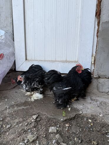 эликсир феникс цена в бишкеке: Продаются карликовые ПЕТУШКИ КОХИ 
Возраст 5️⃣ Месяцев 
По 700 СОМ ✅