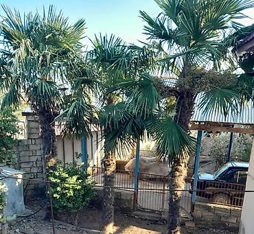 difenbahya bitkisi haqqında: Dekorativ palma ağacları yer masalli - Növlər: Fan formalı yarpaqları — 1