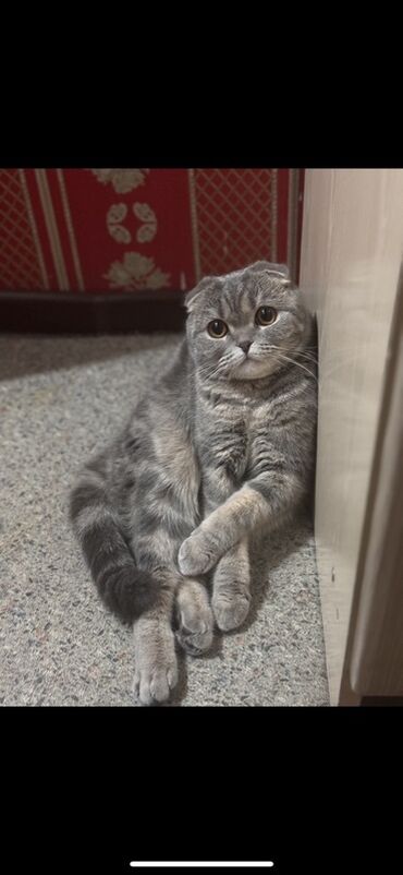 саванна кошка цена: Кошка идет со всеми вещами. Лоток закрытый,посуда,лежанка и домик