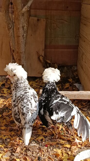 Toyuqlar: Toyuq, Yumurtalıq — 3