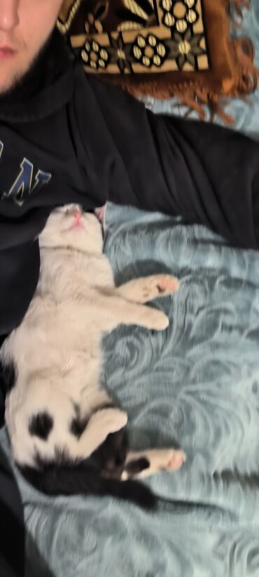 Pişiklər: Erkək, Yaxşı əllərə -da lalafo.az — 6 Pişiklər: Erkək, Yaxşı əllərə — 6