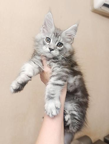 Возраст 2 месяца, мальчик.Породистый котёнок мейн-кун, серебристый