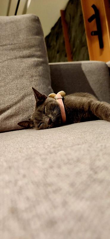 Кошки: Самка, В добрые руки, Самовывоз — 2