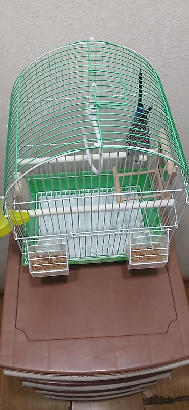 Зоотовары: Продается попугай, волнистый, самец, в подарок пакет корма. Клетка для — 7
