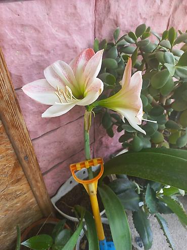 Другие садовые цветы и кустарники: Ново Покровка — 2