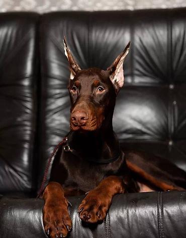 itler: Doberman, 2 ay, Erkək, Sənədli, Pulsuz çatdırılma — 2