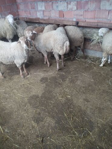 большая клетка для попугая: 10 eded quzu 4erkey və 6disi qiymət alıcıyla razılaşma yolu ile