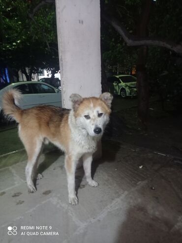 İtlər: Akita-inu, 10 ay, Erkek, Peyvəndli, Ünvandan götürmə