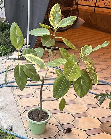 неделю: Фикус эластика вариегатный (Ficus elastica variegata) - Крупные — 1