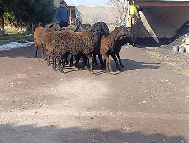 Баран, овца: Продаю | Овца (самка) | Для разведения | Ярка — 7