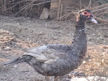 Ördəklər: Lal ördəklər satılır topdan 17 azn .Tək tək qiymətlər — 18