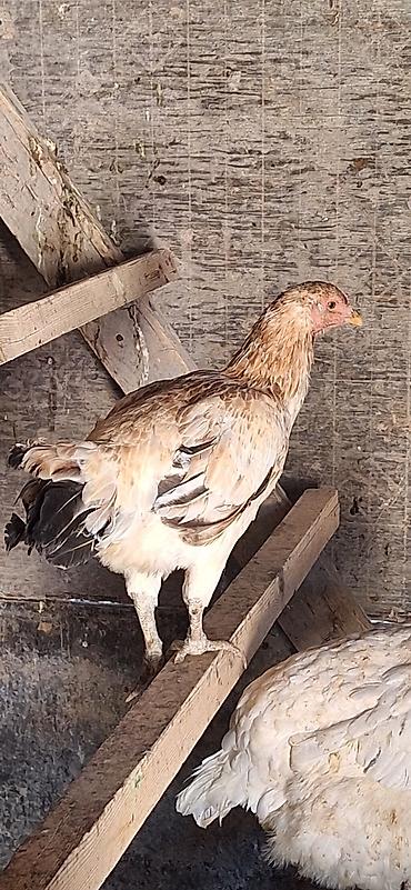 куры цыплятами: Продаю | Куры | Домашняя | Несушки — 5