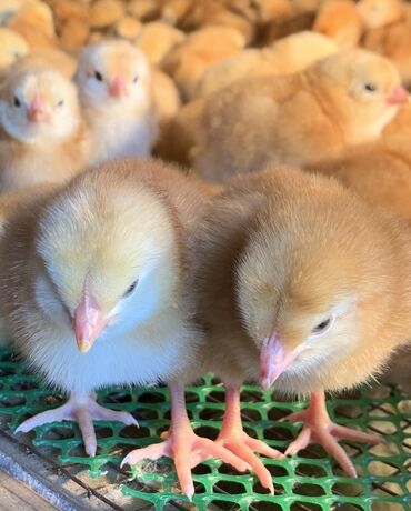 цыплята: Цыплята Несушки Тетра Х венгрия Быстро растут, после 4 месяцев