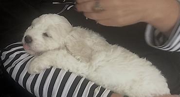 pitbul dişi: Pudel, 2 ay, Dişi, Peyvəndli — 2