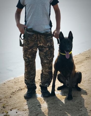 купить чихуахуа девочку: Вязка: Бельгийская овчарка, Самец, 3 года, С прививкой, С родословной