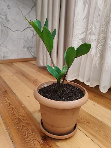 dibcək gul: Zamiokulkas (ZZ plant) – dekorativ ev bitkisi - Növ: Zamioculcas — 1