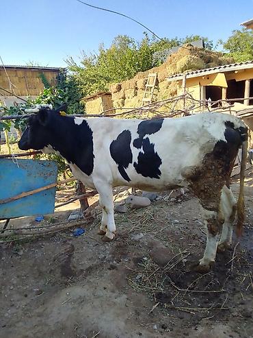 стебли кукурузы: Продаю | Корова (самка) | Голштин | Для молока | Привязанные — 4