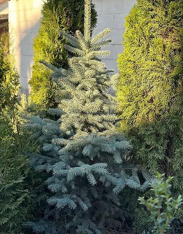 саженцы елки: Продаются декоративные хвойные растения 🌿🌲 -туи от 100 до 300см -ели — 10