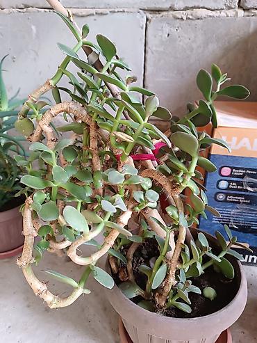 Диффенбахии: Диффенбахия и денежное дерево (толстянка) в горшках Что предлагается — 24